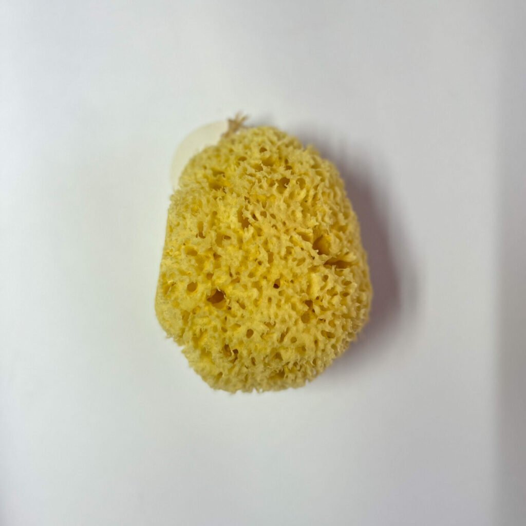 Natural Sea Sponge by Areej Aromatherapy